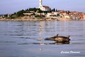 Vista sulla città di Rovigno e i delfini